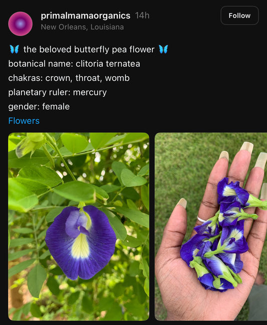 JUST Organic Blue Butterfly Pea Flower